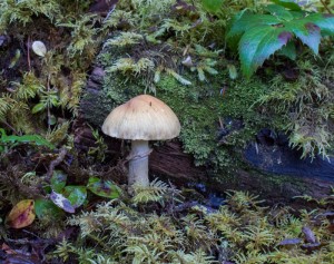 rainforest mushroom